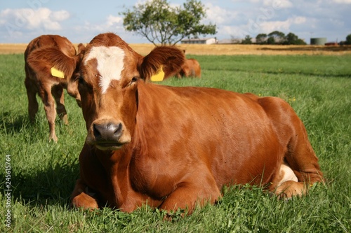Rotbunte Kuh liegt zufrieden auf einer Sommerwiese © calla
