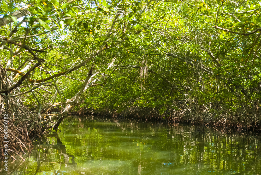 Mangrove Forest in Morrocoy National Park, Venezuela Mangrove Forest in Morrocoy National Park, Venezuela