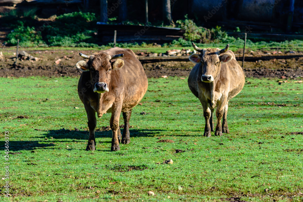 Fototapeta premium Brown cows on a farmland.