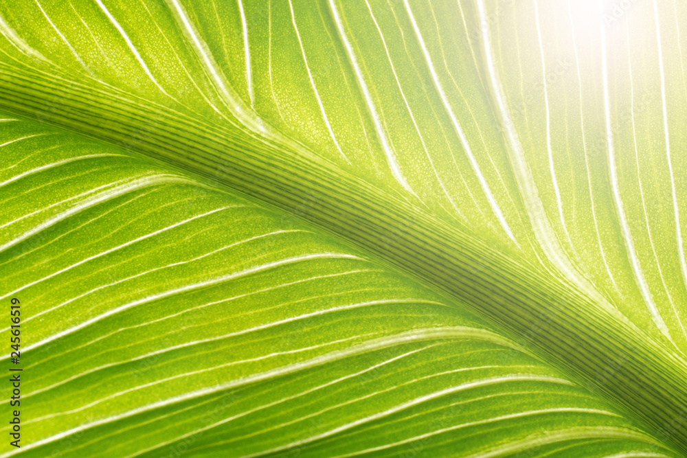 Obraz premium Green leaf against the light