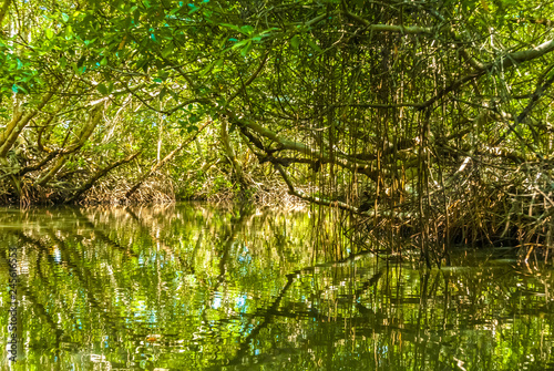 Mangrove Forest in Morrocoy National Park  Venezuela