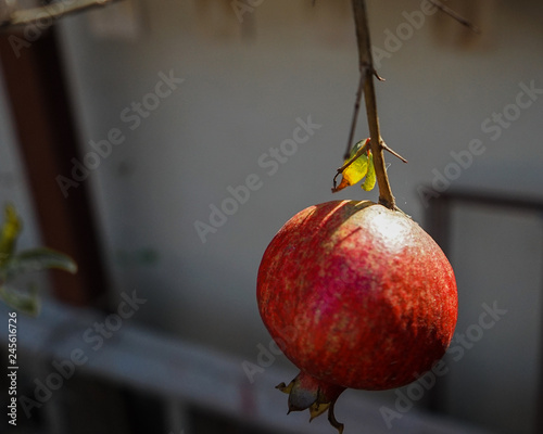 pomegranate on branch