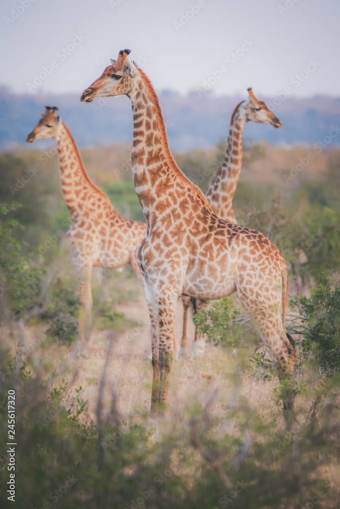 Obraz premium African Watchtower