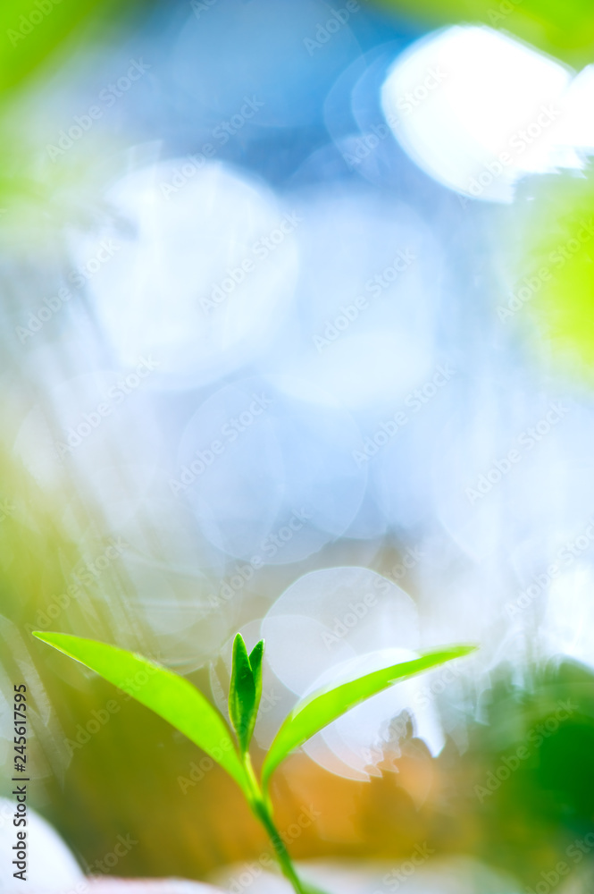 Fototapeta premium Green sprout in spring. Focus on leaf tip, Defocused background.