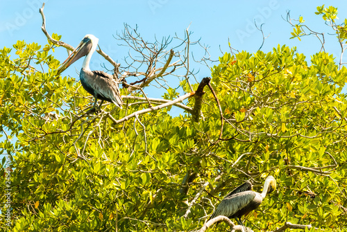 Brown Pelican (Pelecanus occidentalis) Morrocoy National Park, Venezuela photo