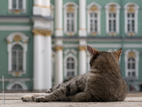 Foto Gray tabby cat lies on the deck in the background of the baroque palace