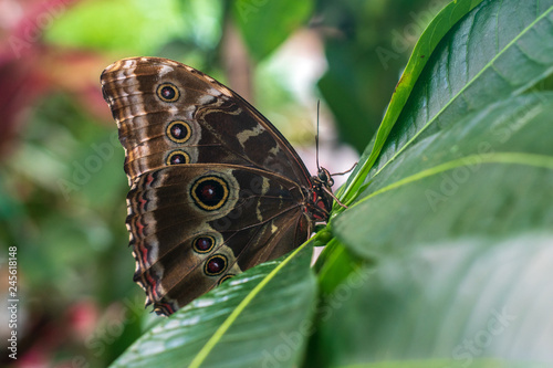Marbled Morpho butterfly
