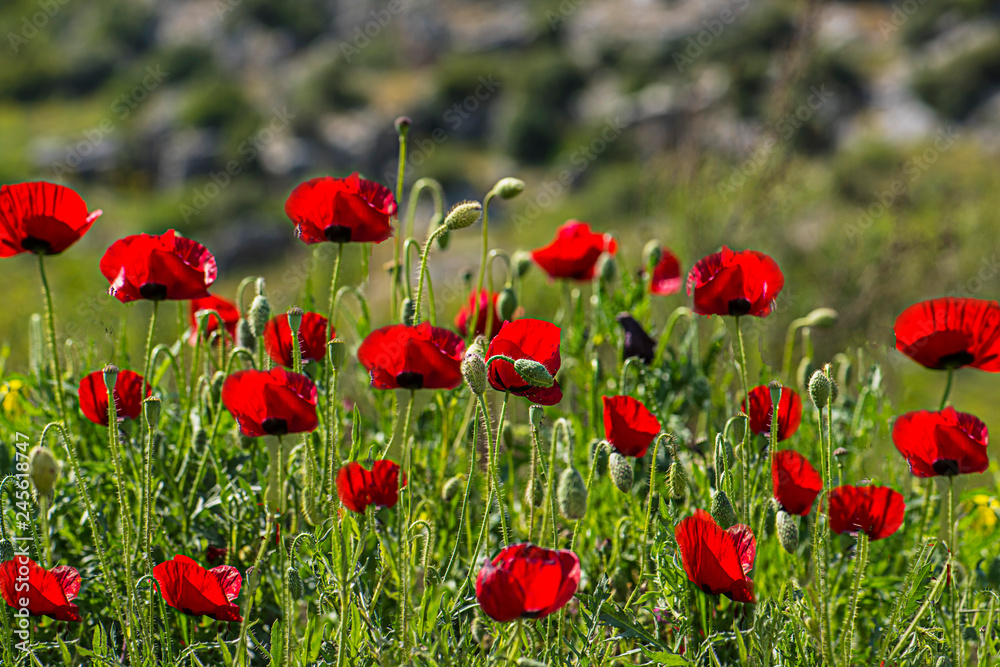 field of poppies