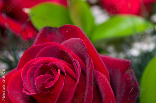 Fototapeta Naklejka Na Ścianę i Meble -  Detailed close shot of velvet red roses in romantic valentines bouquet. selective soft focus.