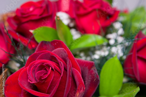 Detailed close shot of velvet red roses in romantic valentines bouquet. selective soft focus.
