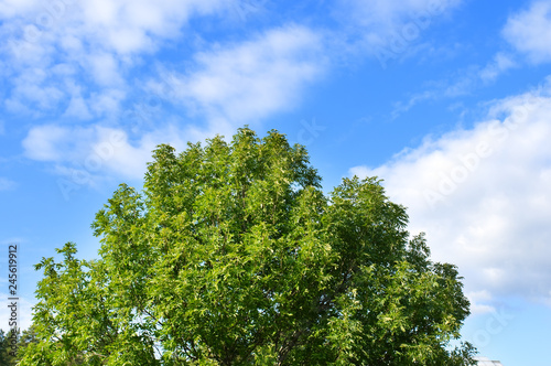 Ash tree  Fraxinus exelsior  against summer sky.