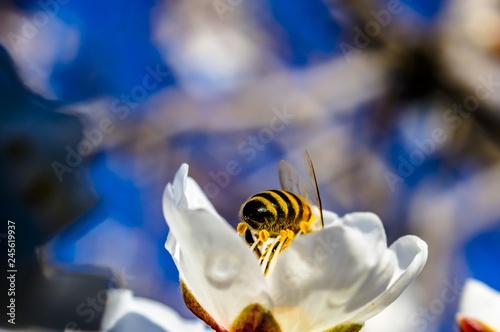 Bee Bumblebee Hornet Wasp Sirfide Hoverfly Flower of Almond Tree photo