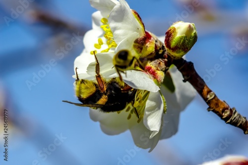 Bee Bumblebee Hornet Wasp Sirfide Hoverfly Flower of Almond Tree photo