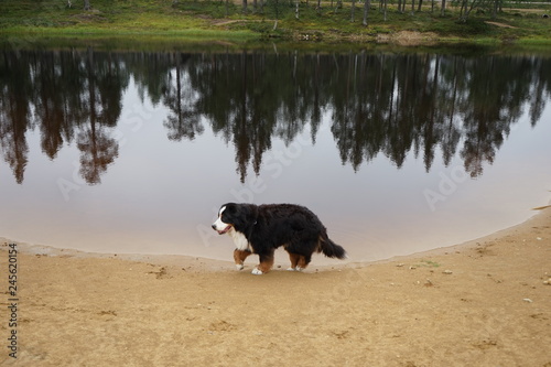 Cuadro en lienzo Bernese Mountain Dog walking at the shore of the lake, reflections of trees in the water