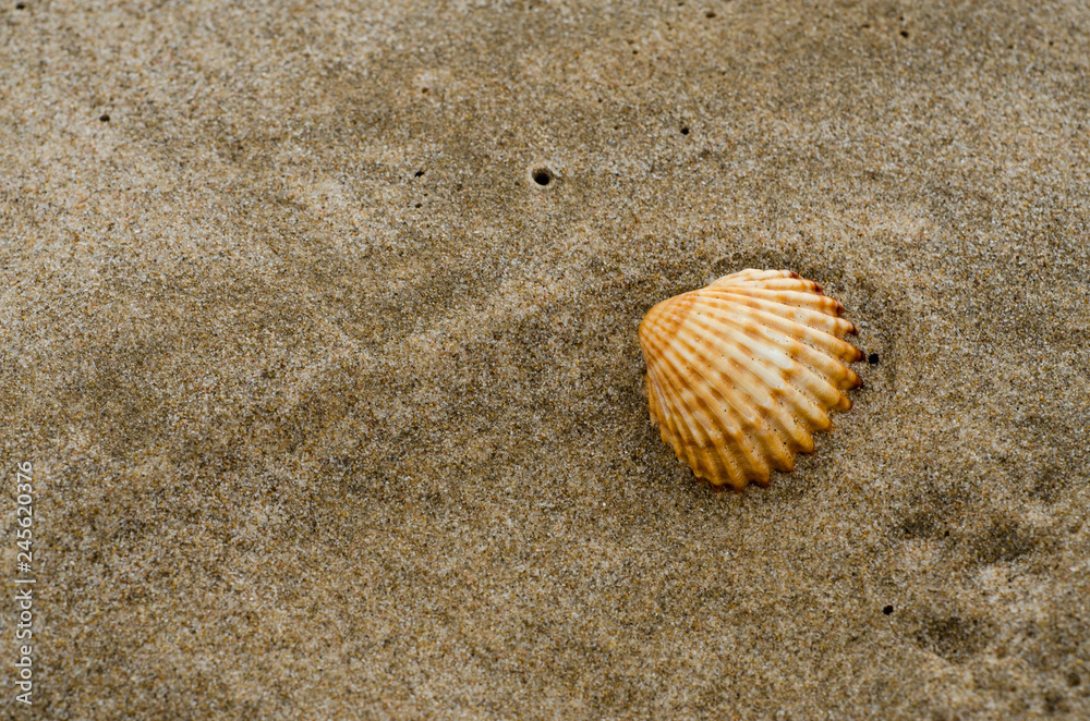 Detail of a shell on the sand of the beach on a sunny day