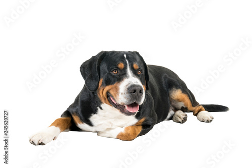Greater Swiss Mountain Dog lying down sideways and looking into the camera