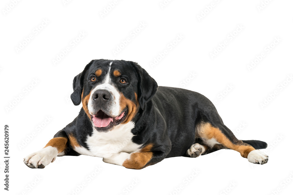 Greater Swiss Mountain Dog lying down sideways and looking into the camera
