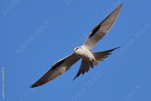 African swallow-tailed kite (Chelictinia riocourii) © dennisjacobsen