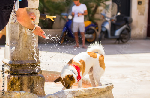 Obraz na plátne BARI, ITALY - JULY 11, 2018, The dog is drinking from the fountain in Piazza Mer