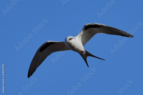African swallow-tailed kite  Chelictinia riocourii 