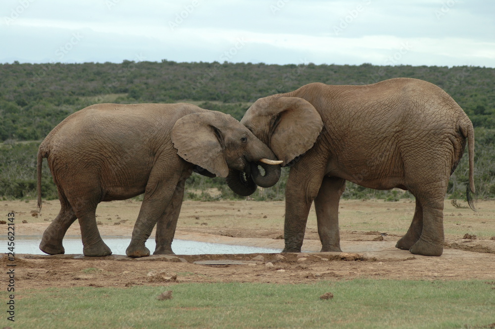 Two elephants