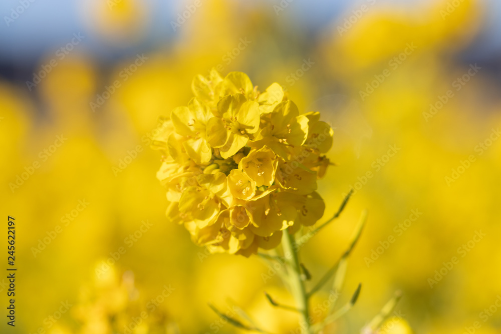 Rapeseed field of Kamogawa-city, Chiba Prefecture Rapeseed field of Kamogawa-city, Chiba Prefecture