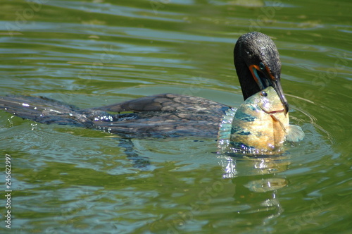 Cormorant catching fish III