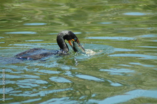 Cormorant catching fish IV