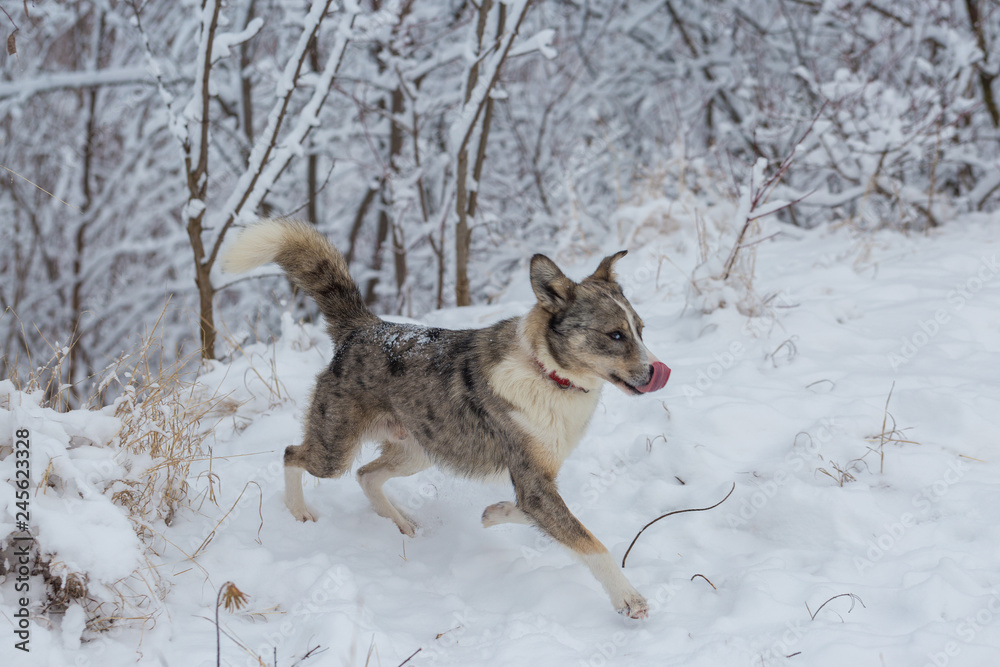 Fototapeta premium Dogs play in the snow in winter, Beautiful portrait of a pet on a sunny winter day 