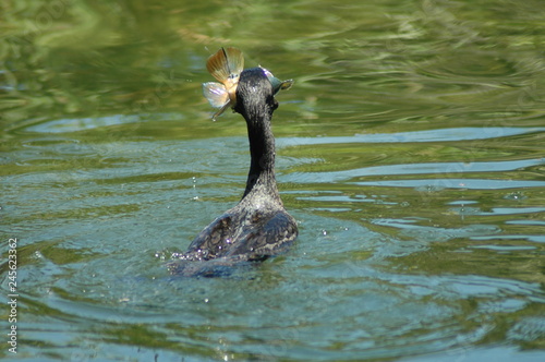 Cormorant catching fish V