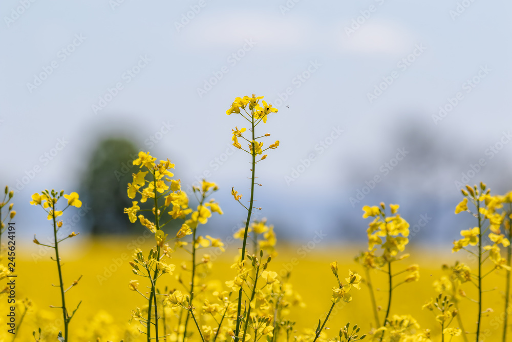 Obraz premium canola rape rapeseed flowers blooming in summer