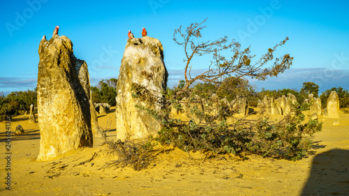 rosebreasted cockatoos at the pinnacles in nambung national park, australia 6 photo