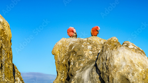 rosebreasted cockatoos at the pinnacles in nambung national park, australia 23 photo