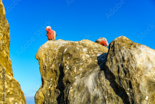 rosebreasted cockatoos at the pinnacles in nambung national park, australia 29 photo