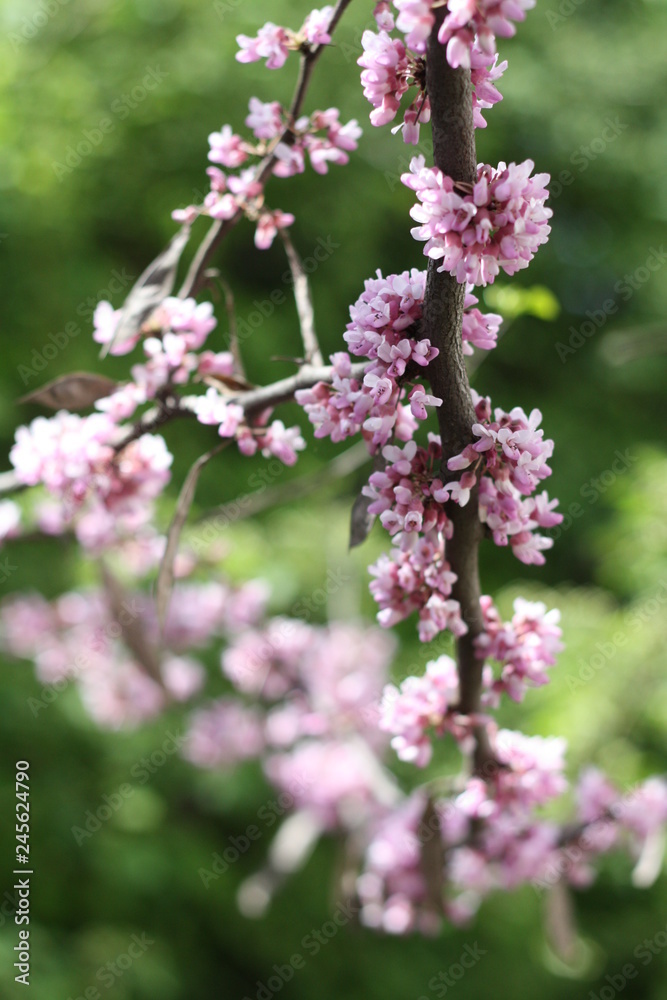 pink flowers in the garden