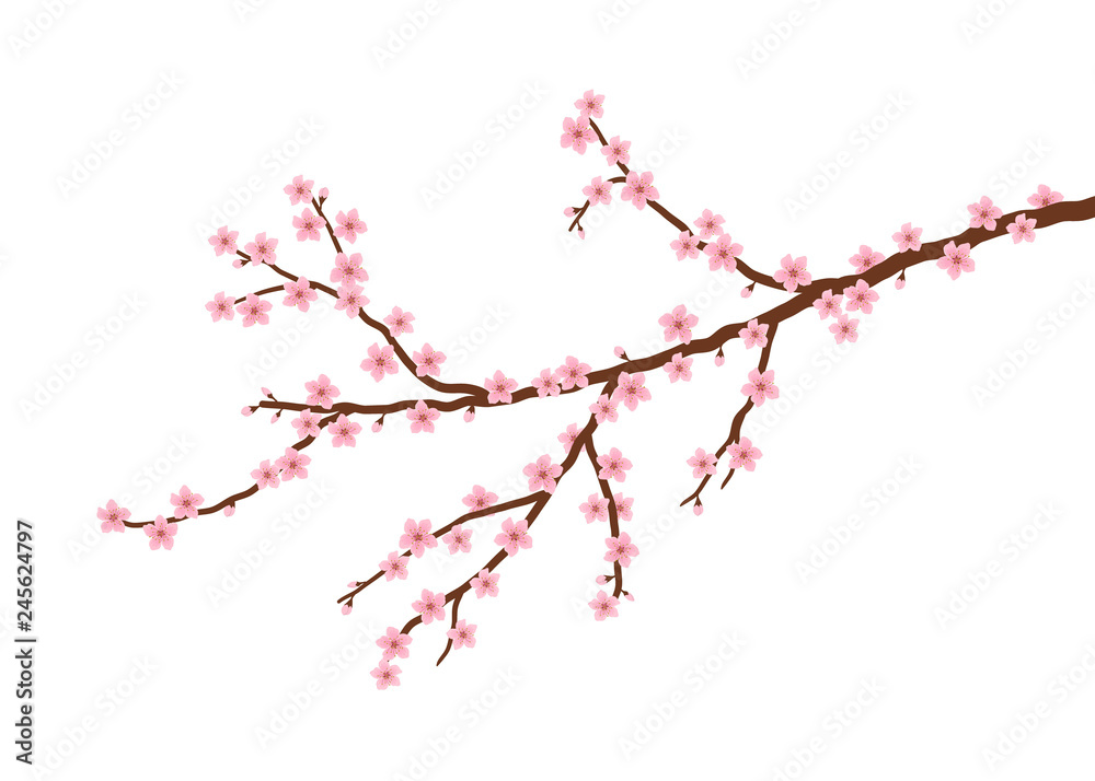 Fototapeta premium Blossoming branch of a cherry. A tree branch with small pink flowers and buds on a white background. Sakura flowers. Vector illustration