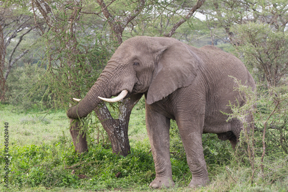 Male Elephant in the Serengeti National Reserve, Tanzania Africa