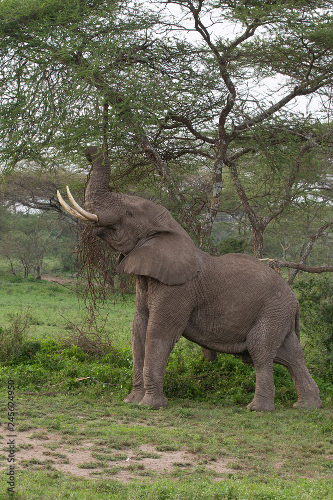 Fototapeta premium Male Elephant in the Serengeti National Reserve, Tanzania Africa