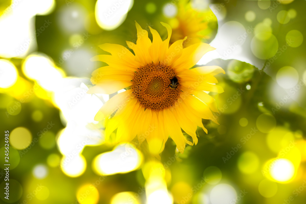 Naklejka premium Abstract floral bokeh background