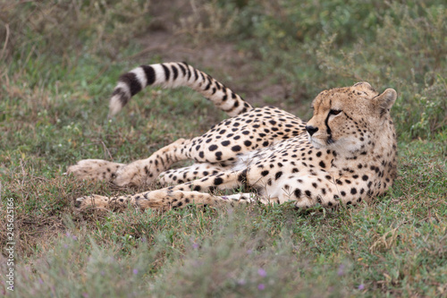 Cheetah in Serengeti National Reserve, Tanzania, Africa