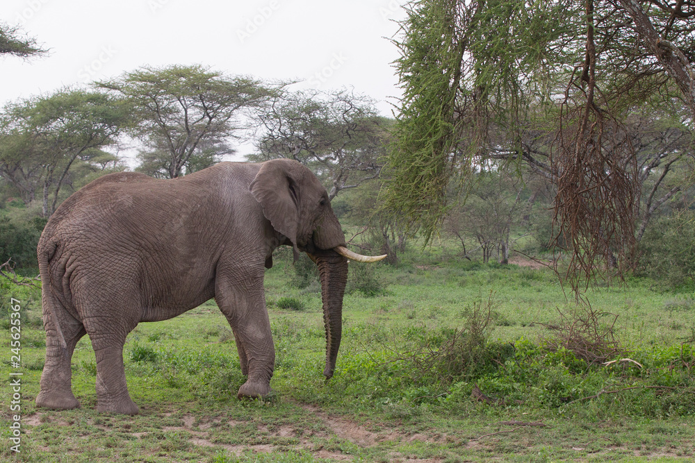 Male Elephant in the Serengeti National Reserve, Tanzania Africa