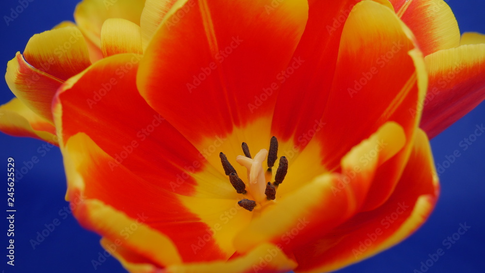 Red-yellow tulip blooming on a blue background. Close-up of the flower. Stamens and pistils