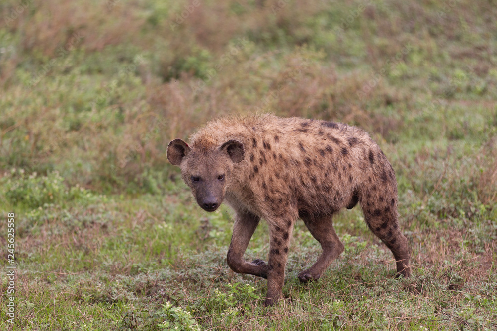 Hyena in Serengeti Grasslands in Tanzania Africa Hyena in Serengeti Grasslands in Tanzania Africa