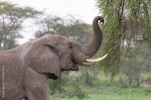 Male Elephant in the Serengeti National Reserve, Tanzania Africa © Dennis Donohue