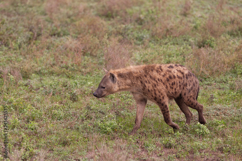 Hyena in Serengeti Grasslands in Tanzania Africa