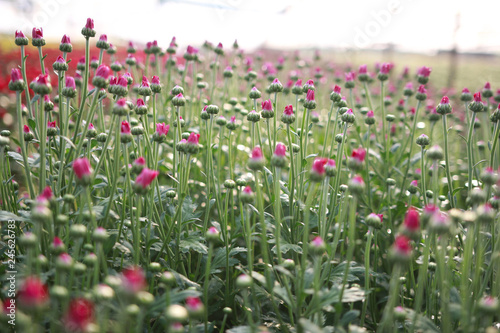 Beautiful multi colored flowers in plantation with the morning light.