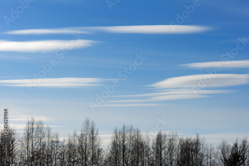 Blue sky with Altocumulus clouds. Trees in front. © ekim