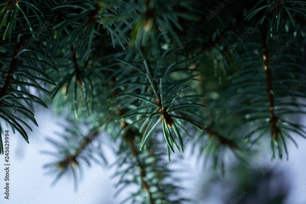 Fir Tree Fir Tree