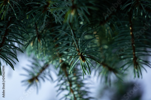 Fototapeta Naklejka Na Ścianę i Meble -  Fir Tree