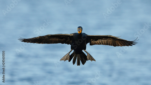 Double-crested Cormorant (Phalacrocorax auritus) preparing to land